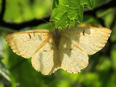 Angerona prunaria