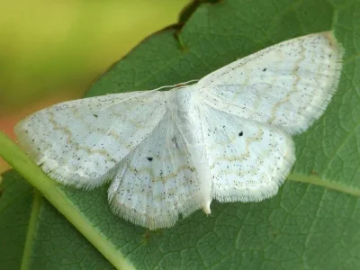 Scopula (Ustocidalia) immutata