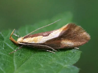 Harpella forficella
