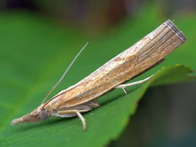 Pediasia contaminella