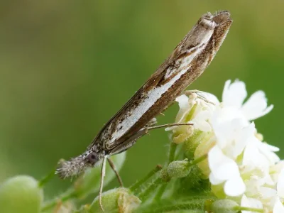 Platytes alpinella