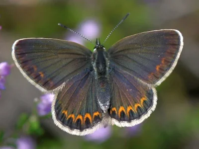Plebejus (Lycaeides) idas