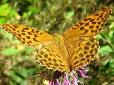 Argynnis (Argynnis) paphia