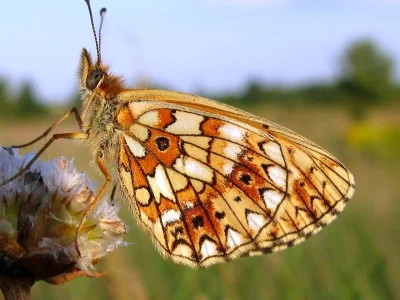 Boloria (Clossiana) selene