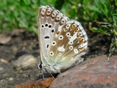 Polyommatus (Lysandra) coridon