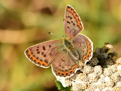 Lycaena (Heodes) tityrus