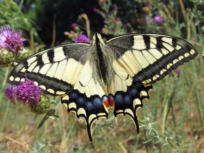 Papilio (Papilio) machaon