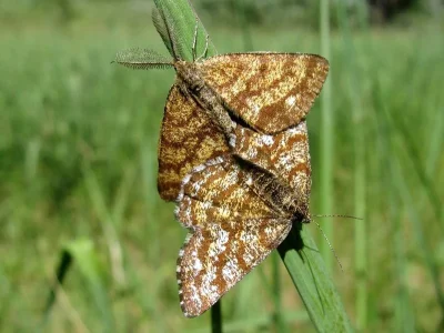 Ematurga atomaria
