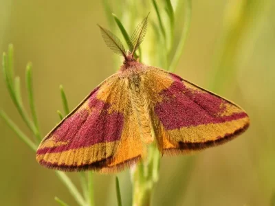 Lythria cruentaria