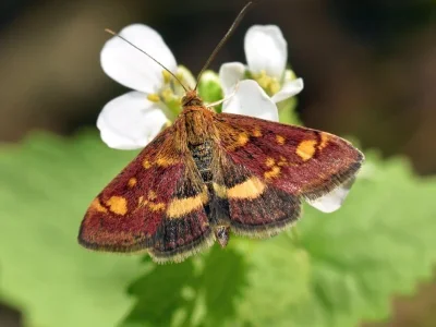 Pyrausta aurata