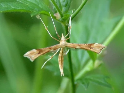 Gillmeria ochrodactyla