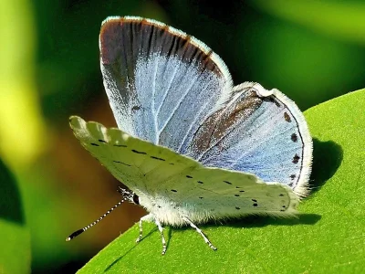 Celastrina (Celastrina) argiolus