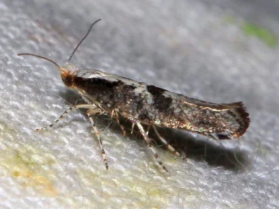 Argyresthia (Argyresthia) conjugella
