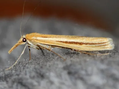 Agriphila deliella