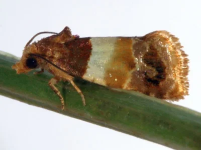 Epinotia festivana