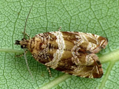 Celypha cespitana