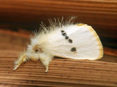 Euproctis leithiana