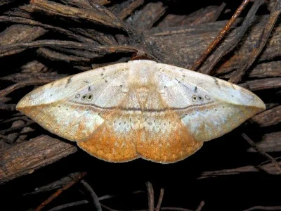 Hypopyra vespertilio