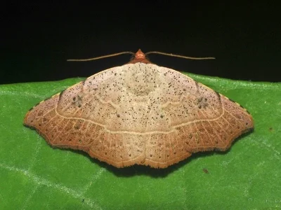 Sophta ruficeps