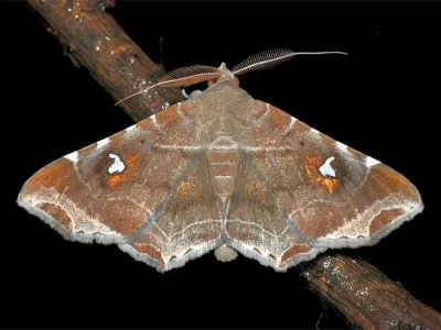 Episparis liturata