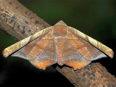 Episparis tortuosalis