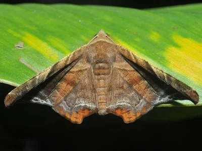 Episparis tortuosalis