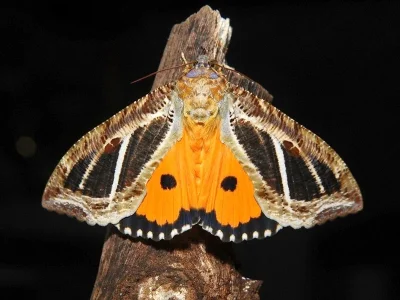 Eudocima materna