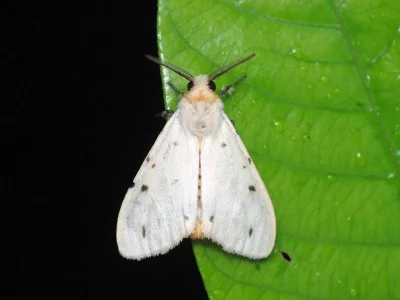 Lemyra (Thyrgorina) spilosomata