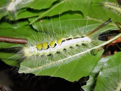 Orgyia (Orgyia) definita