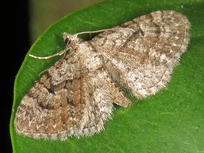Eupithecia pusillata