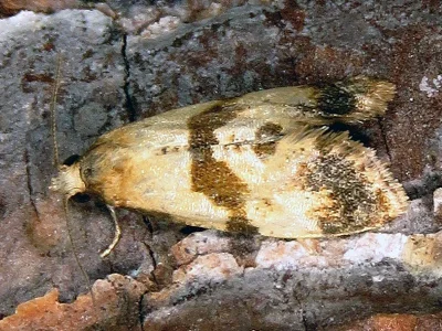 Phalonidia contractana