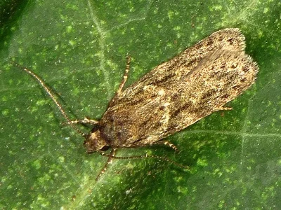 Gelechia (Gelechia) muscosella