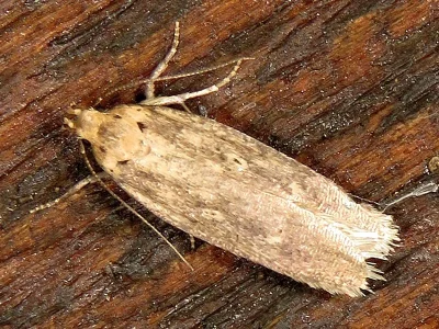 Platyedra subcinerea