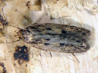 Hofmannophila pseudospretella