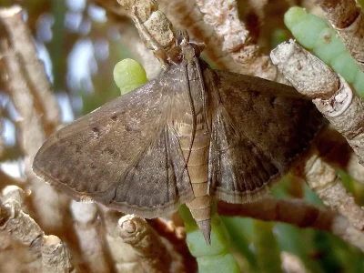 Herpetogramma licarsisalis