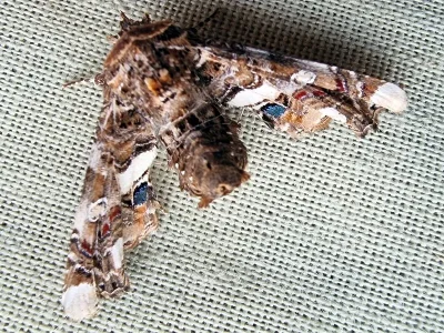 Eutelia adulatrix
