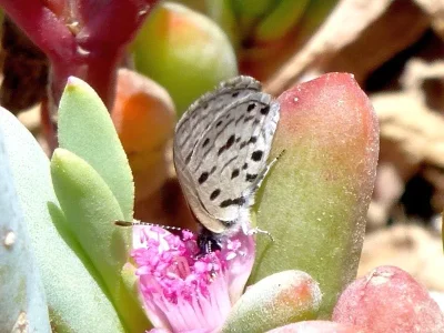Azanus moriqua