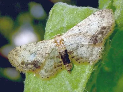 Idaea dimidiata