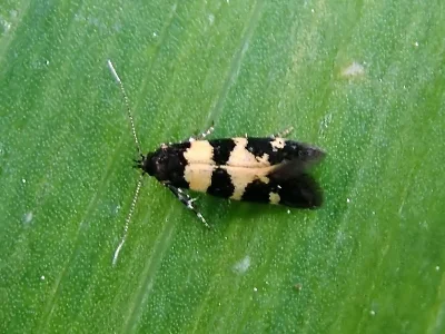Denisia augustella