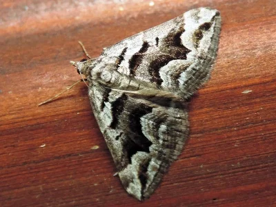 Scotopteryx proximaria