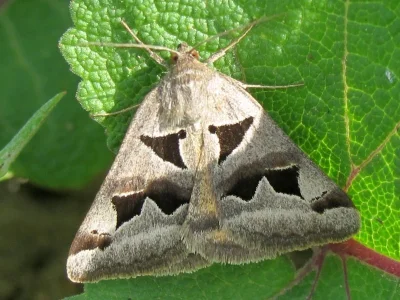 Euclidia (Gonospileia) triquetra