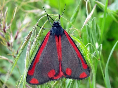 Tyria jacobaeae