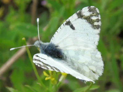 Euchloe (Euchloe) ausonia
