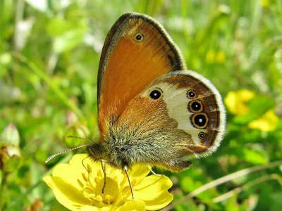 Coenonympha arcania