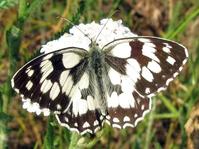 Melanargia (Melanargia) galathea