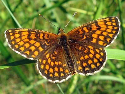Melitaea (Mellicta) athalia
