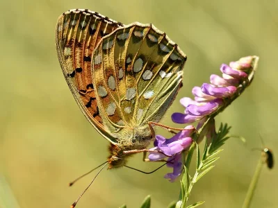 Argynnis (Speyeria) aglaja
