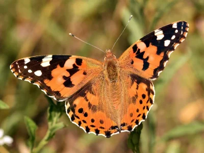 Vanessa cardui