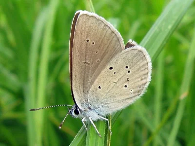 Cyaniris semiargus