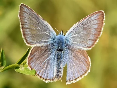Polyommatus (Plebicula) amandus